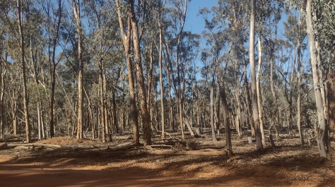 Dryandra Woodland NP. WA.