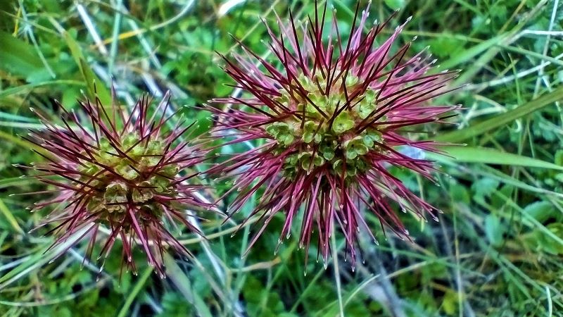 Bidgee-widgee. Kosciuszko National Park.