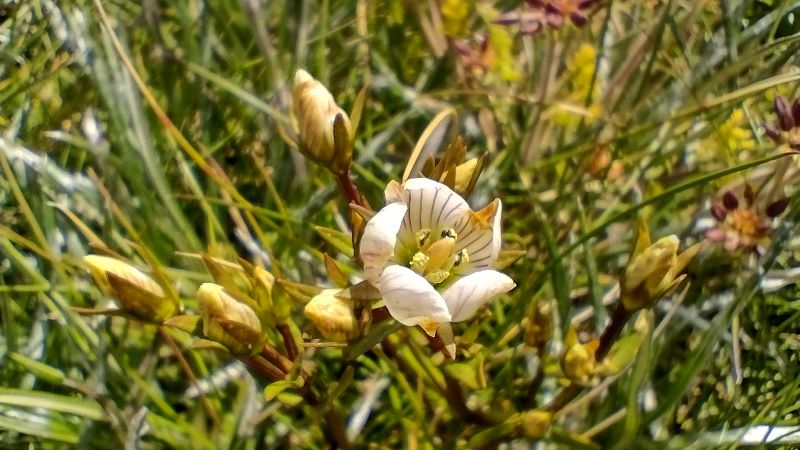Muellers Snow Gentian. Kosciuszko National Park.