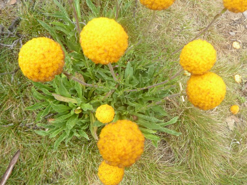 Billy Buttons. Craspedia uniflora. Kosciuszko National Park.