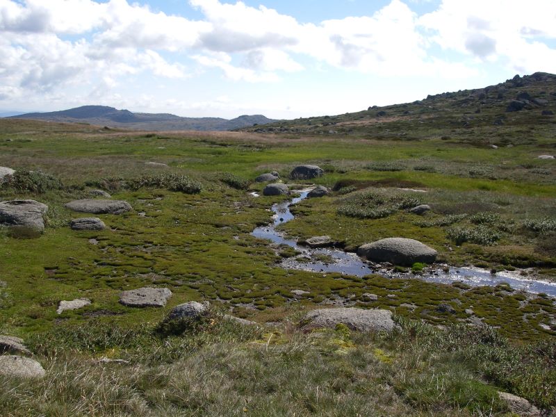 Bogs and Fens of Upper Spencers Creek.