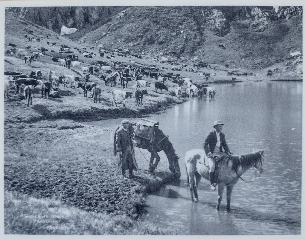Summer grazing. Kosciuszko National Park.