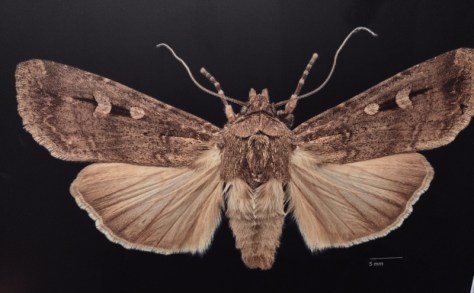 Bogong Moth