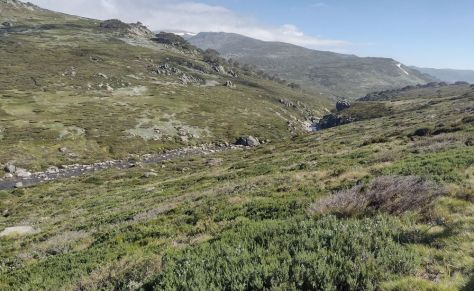 Snowies Alpine Walk: A Scenic Walk from Charlotte Pass to Guthega Village via Illawong Hut.