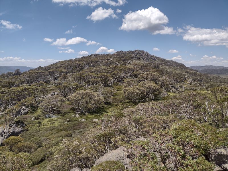 Mt Guthrie. Kosciuszko National Park