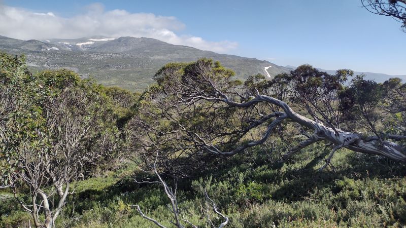 Snow gum Woodland. Kosciuszko National Park.