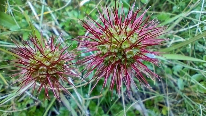 Alpine wildflower. Bidgee widgee. Kosciuszko National Park.