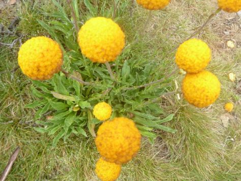 Billy buttons. Kosciuszko National Park.