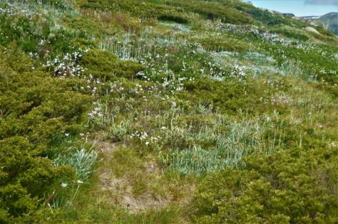 Tall alpine herbfield. Kosciuszko National Park.