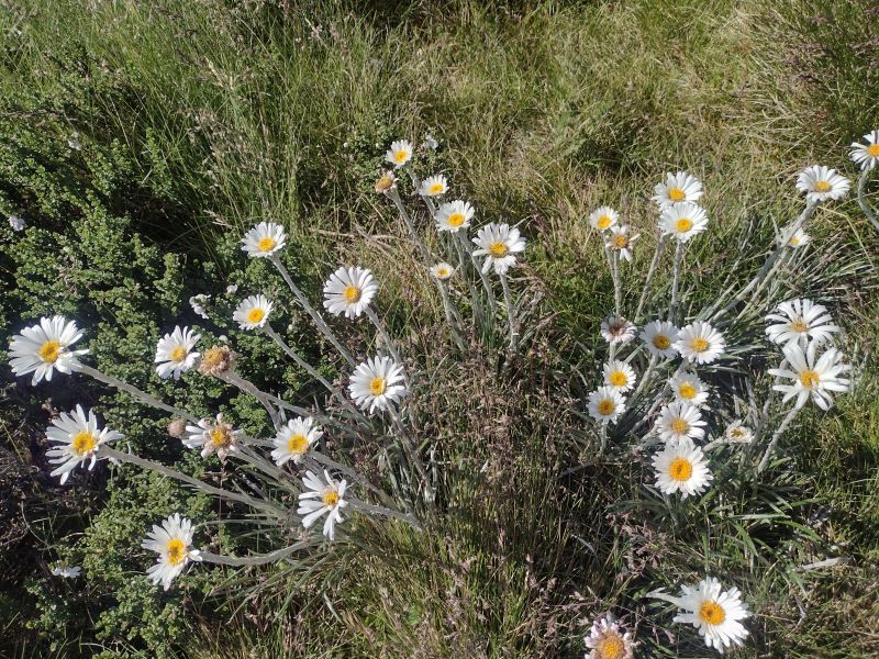 Alpine wildflower. Silver snow daisy. Kosciuszko National Park.