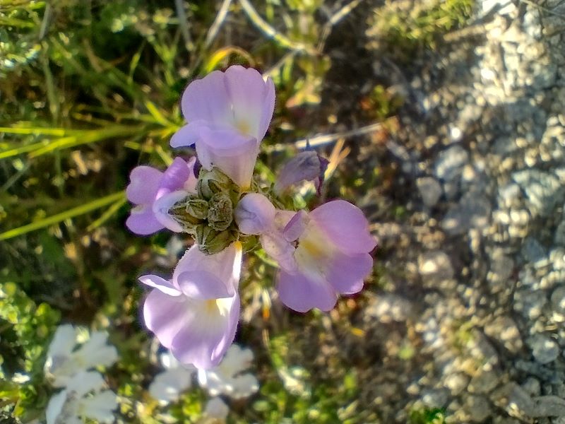 Alpine wildflower, Eyebright. Kosciuszko National Park.