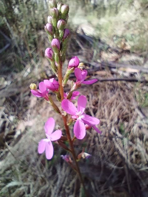 Wildflower. Trigger Plant. Kosciuszko National Park