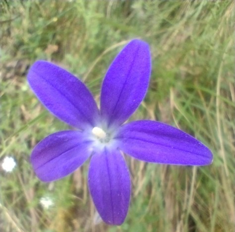 Australian bluebell. Wahlenbergiasp. Kosciuszko National Park.