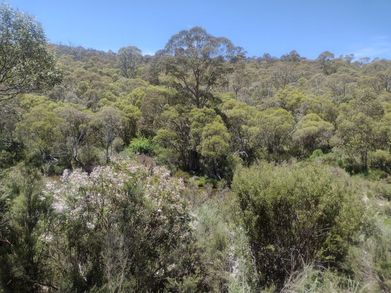 Riparian Schrub zone along the Thredbo River. Kosciuszko National Park.