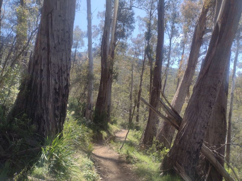 Mixed Eucalypt forest. Perisher to Bullocks Flat track