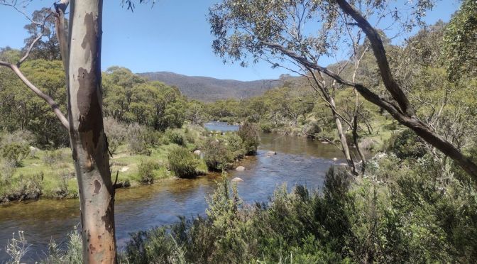 Snowies Alpine Walk: Perisher to Bullocks Flat.
