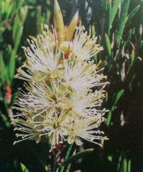 Alpine bottlebrush. Callistemon pityoides