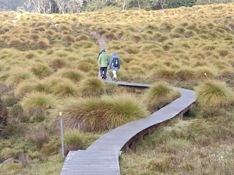 Button grass plains. Cradle Mountain. Tasmania.