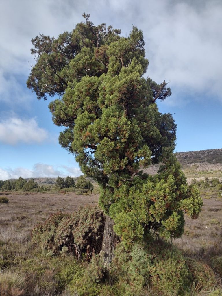Pencil Pine. Central Plateau. Tasmania.