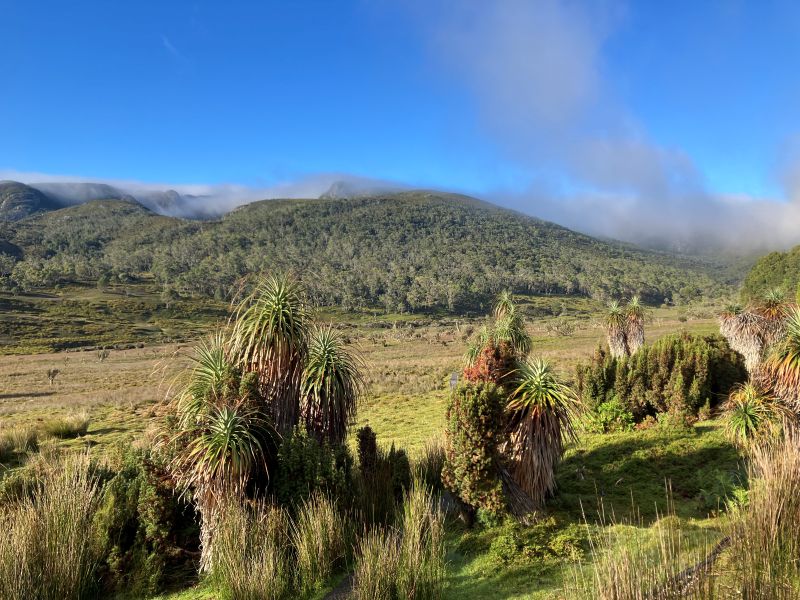 Suttons Forest. Sub-alpine woodland. Cradle Mountain National Park. Tasmania.