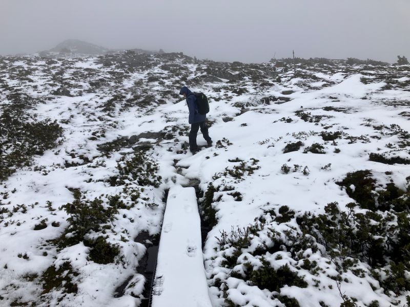 Horse Track. Cradle Mounyain National Park. Tasmania.