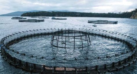 Salmon farming. Tasmania.