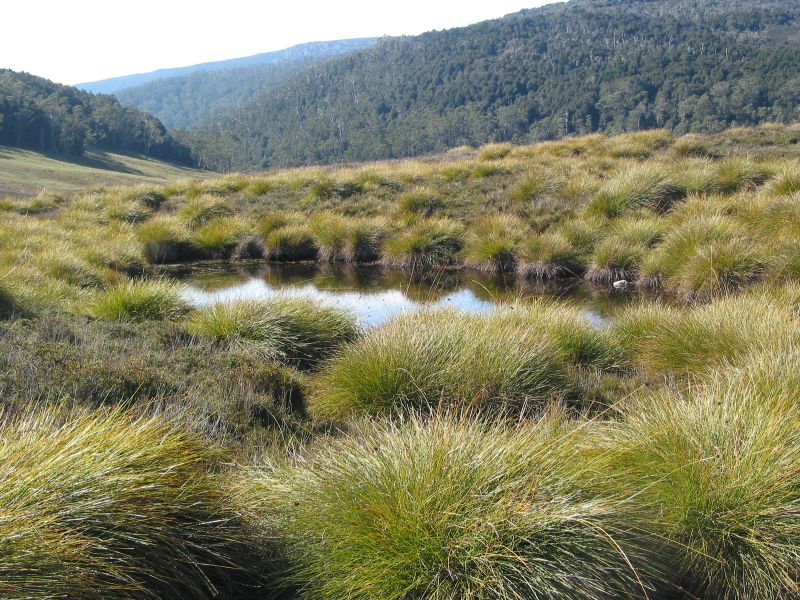 A kettle pond. Cradle Mountain . Tasmania.