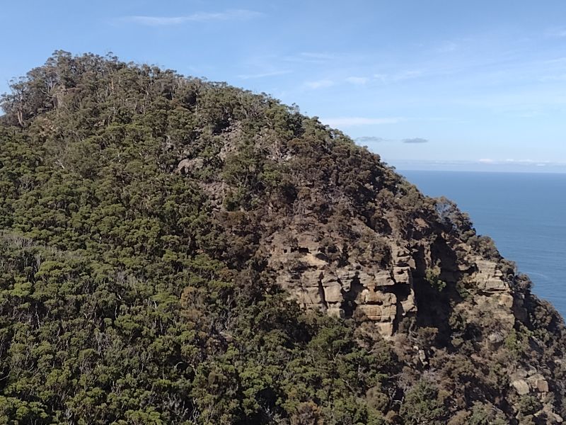 Open Eucalypt Forest . Cape Raoul walk. Tasmania.