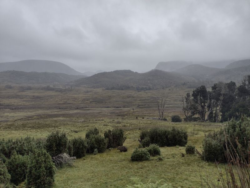 Dam,p afternoon . Cradle Mountain. Tasmania.