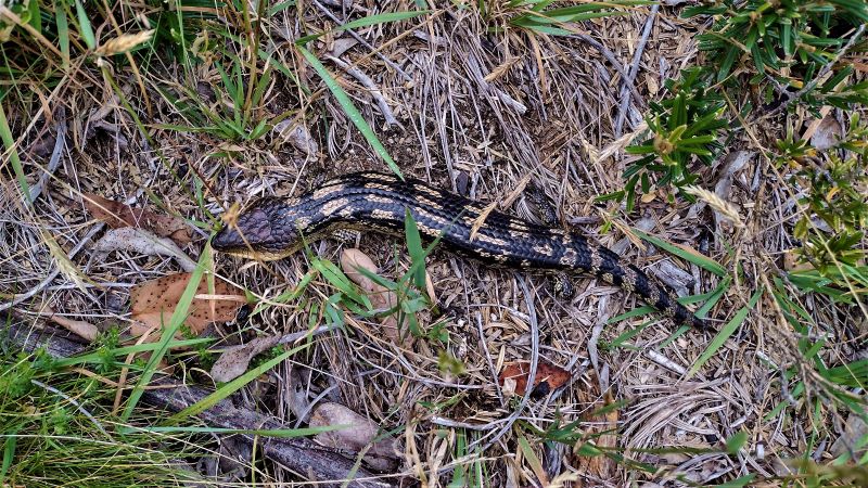 Blotched Blue Tongue Lizard. Kosciuszko NP.