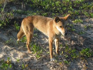 Dingo. K'gari.