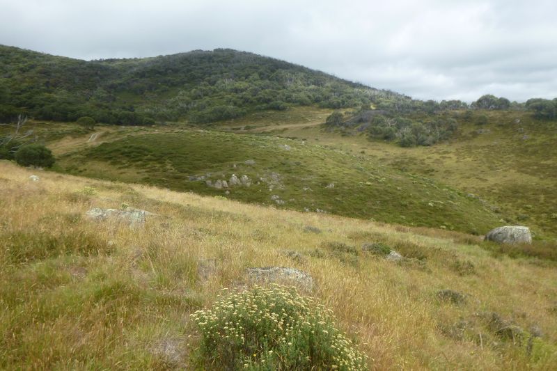 Snow grass plains. Pipers Ck. Kosciuszko NP.