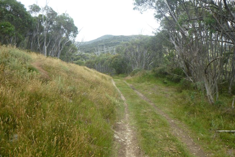 Snow gum woodland. Kosciuszko NP.