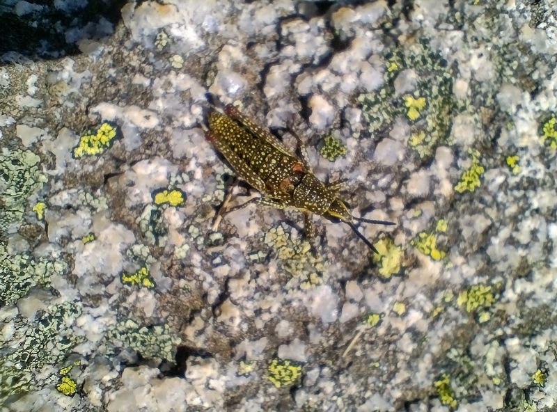 Spotted Mountain-grasshopper. Monistria concinna. Kosciuszko National Park.