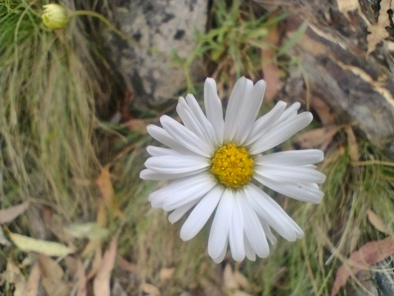 Sunray. Kosciuszko National Park.