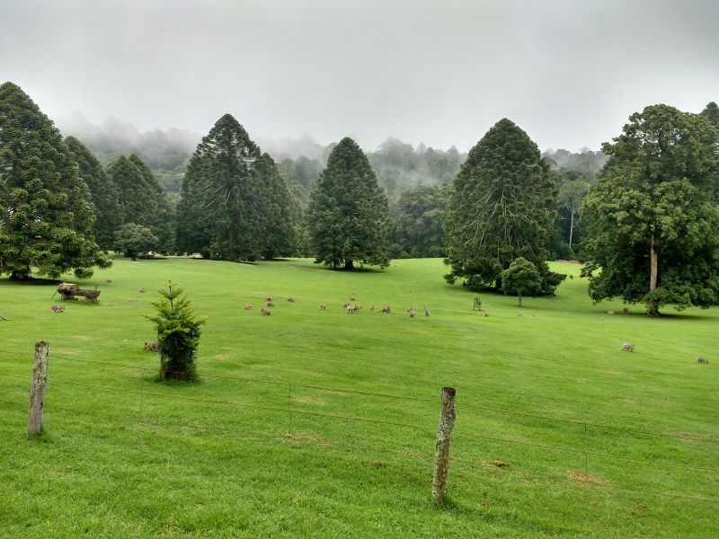 Bunya Mountains. SE Queensland. Tick heaven. Note the distinctive shape of Bunya Pines. Araucaria bidwilli.