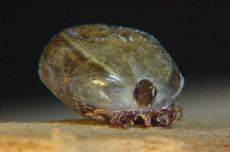 Paralysis tick. Ixodes holocyclus.